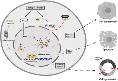 Abrogating the Interaction Between p53 and Mortalin (Grp75/HSPA9/mtHsp70) for Cancer Therapy: The Story so far